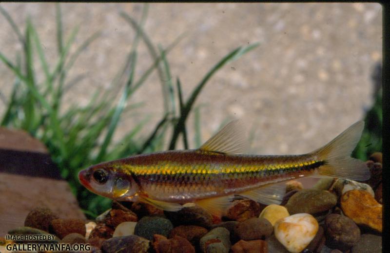 Saffron Shiner (2)