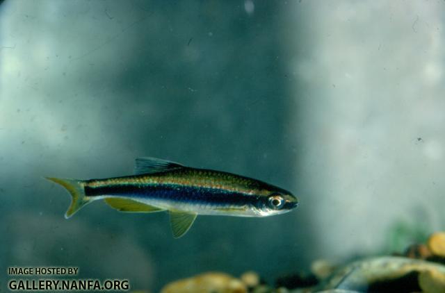 Sailfin Shiner