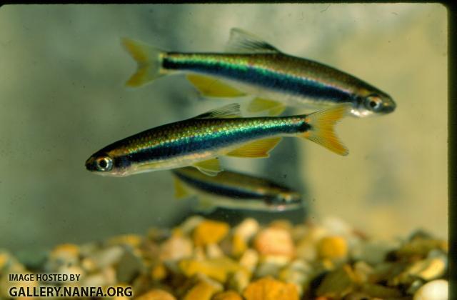 Sailfin Shiners