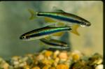 Sailfin Shiners