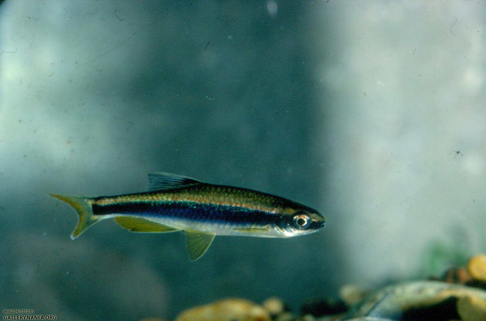 Sailfin Shiner