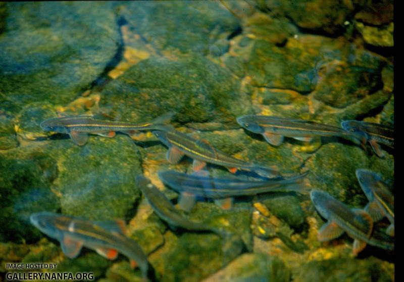 Shiner swarm