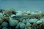 Silverjaw Minnow