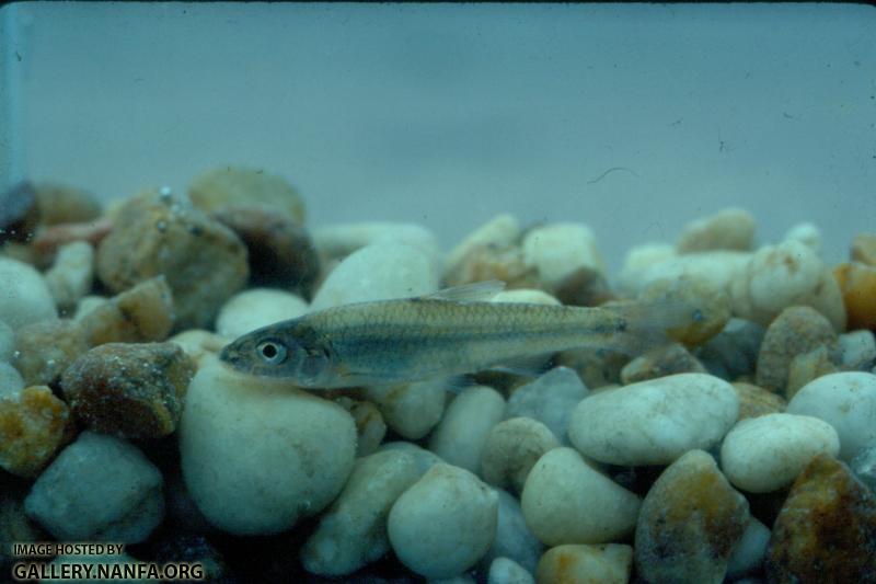 Silverjaw Minnow