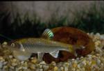 Spotfin Shiner (2)