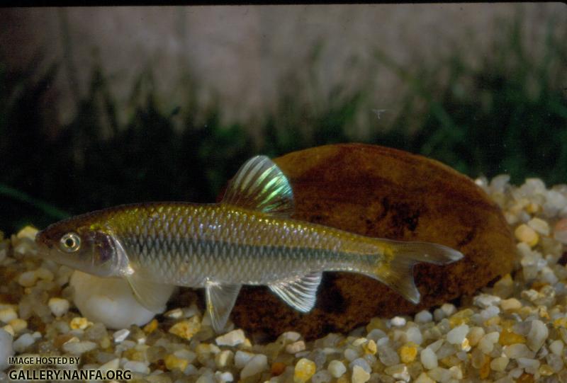 Spotfin Shiner (2)