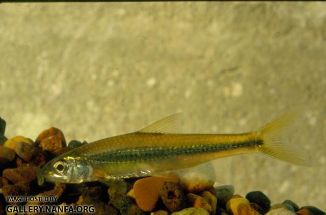 Spottail Shiner