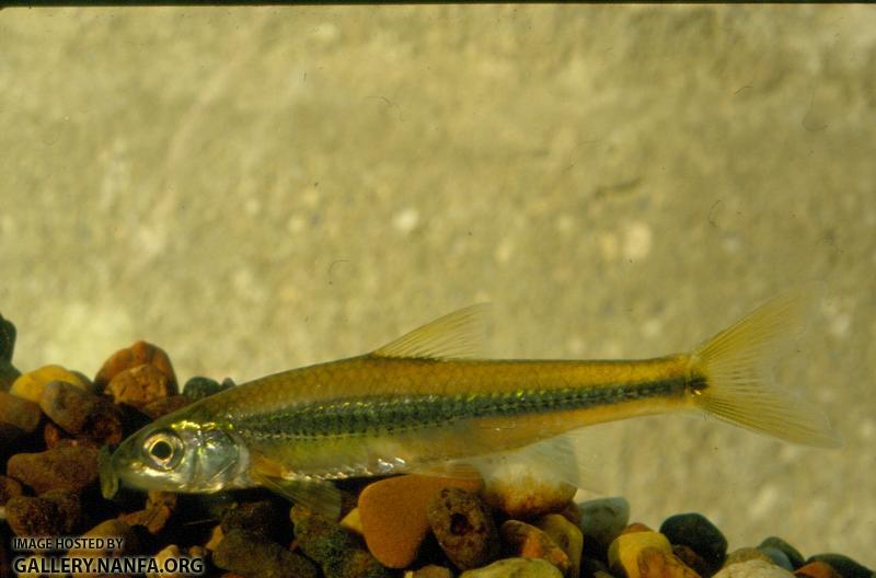 Spottail Shiner