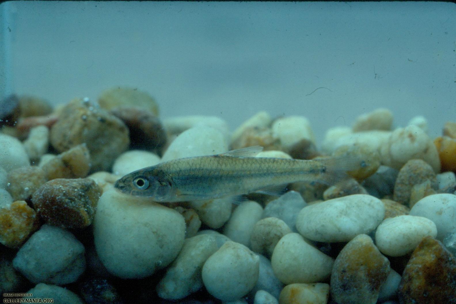 Silverjaw Minnow