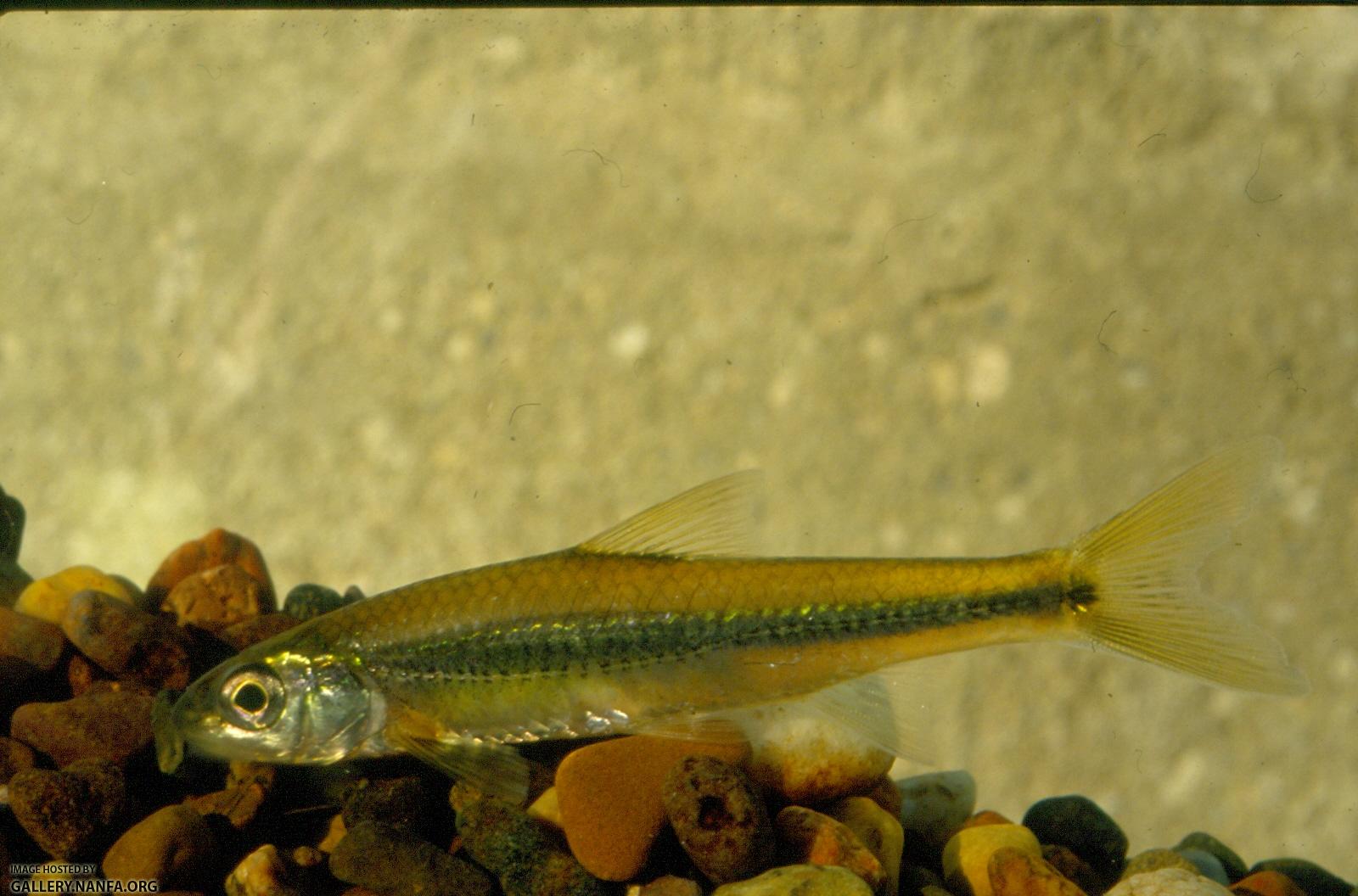 Spottail Shiner