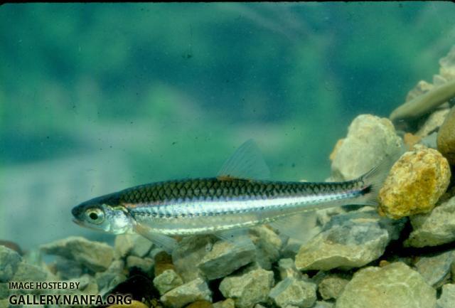 Tennessee Shiner