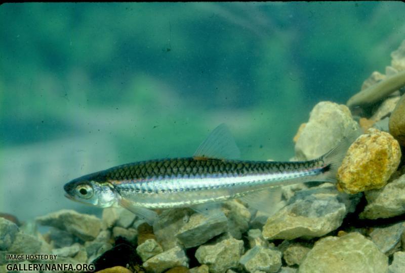 Tennessee Shiner