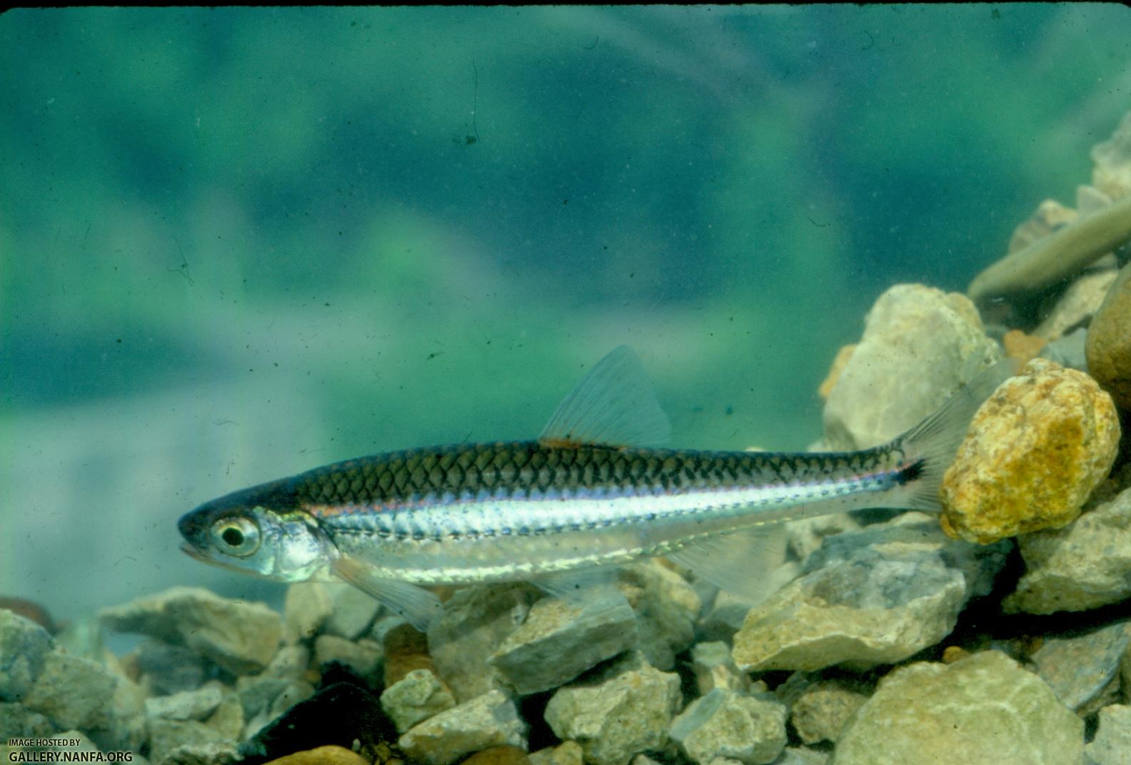 Tennessee Shiner