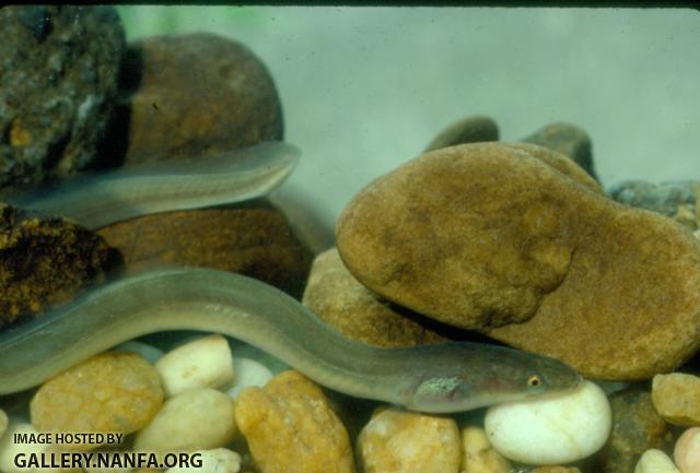 American Eel