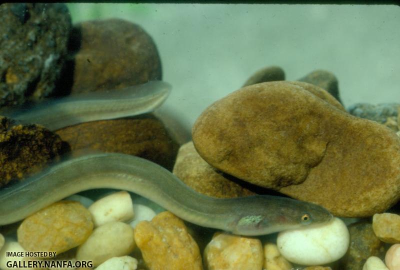 American Eel