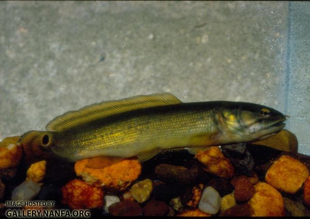 Bowfin