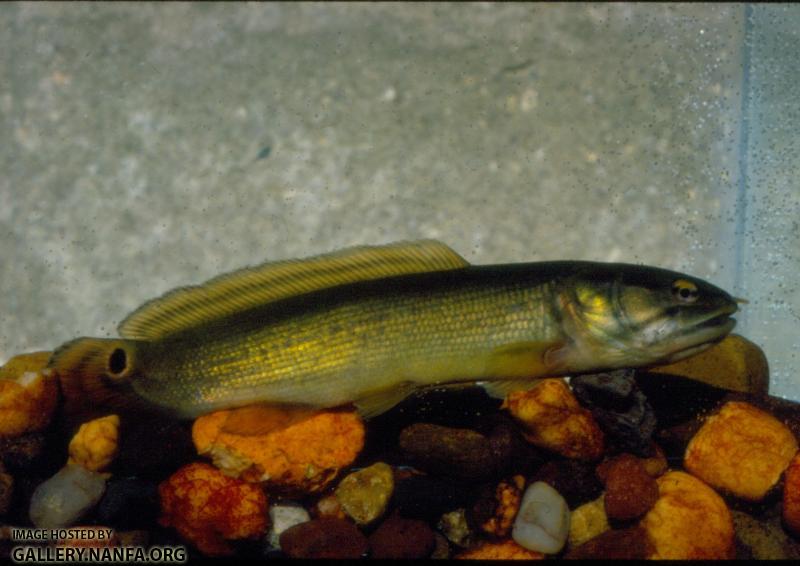 Bowfin