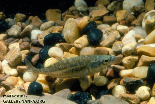 Brook Stickleback