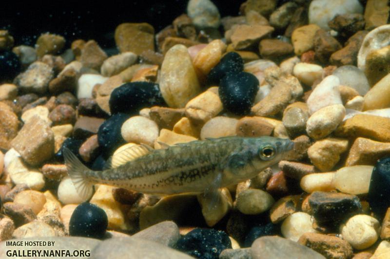 Brook Stickleback