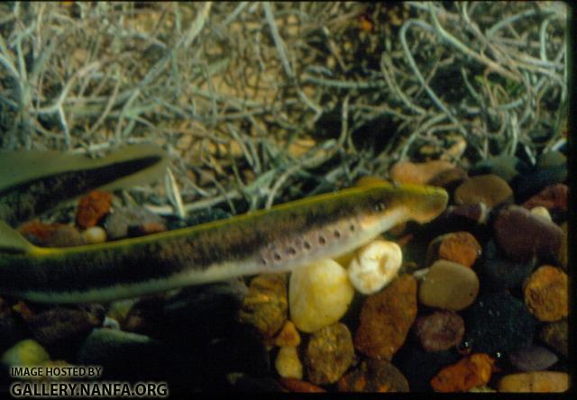 Chestnut Lamprey