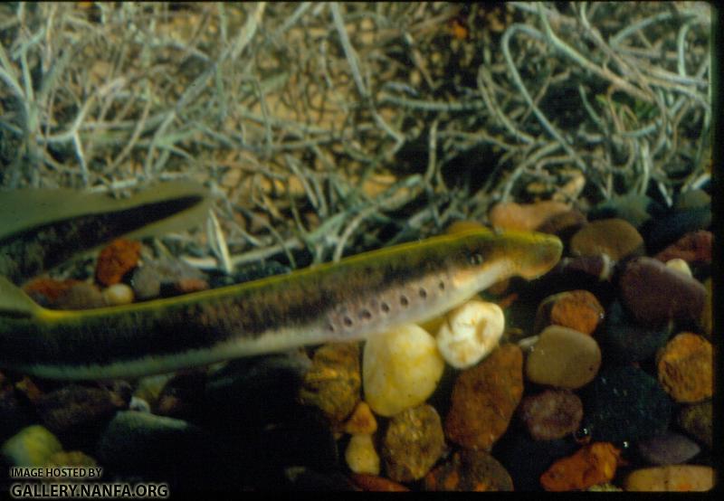 Chestnut Lamprey