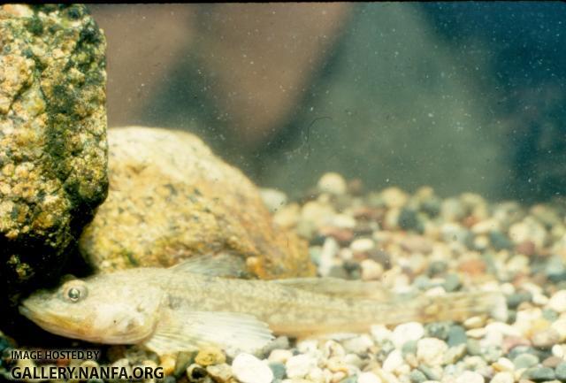 Deepwater Sculpin