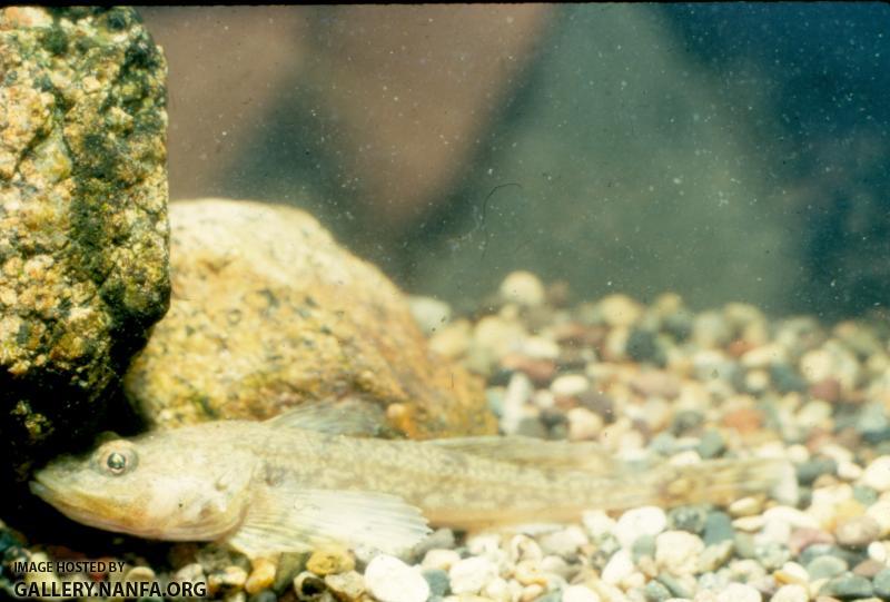 Deepwater Sculpin