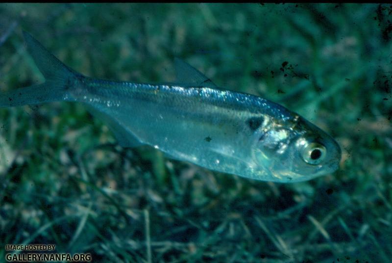 Gizzard Shad