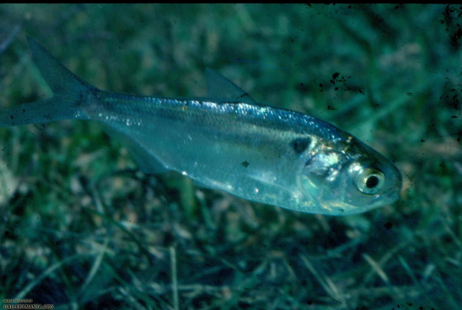 Gizzard Shad