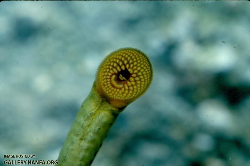 Lamprey