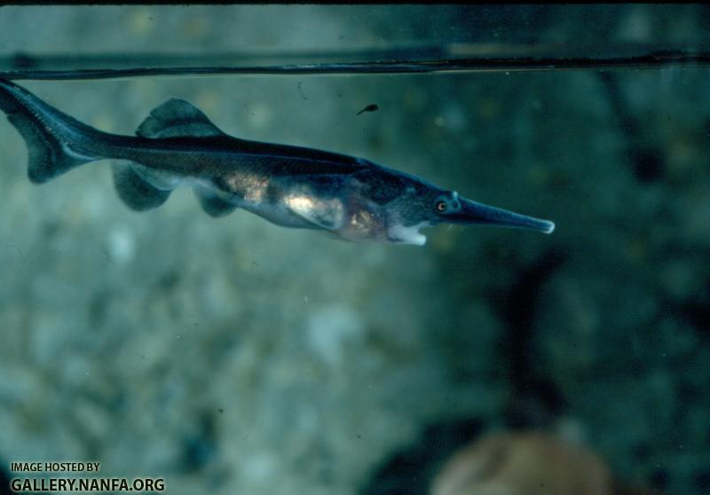 Paddlefish