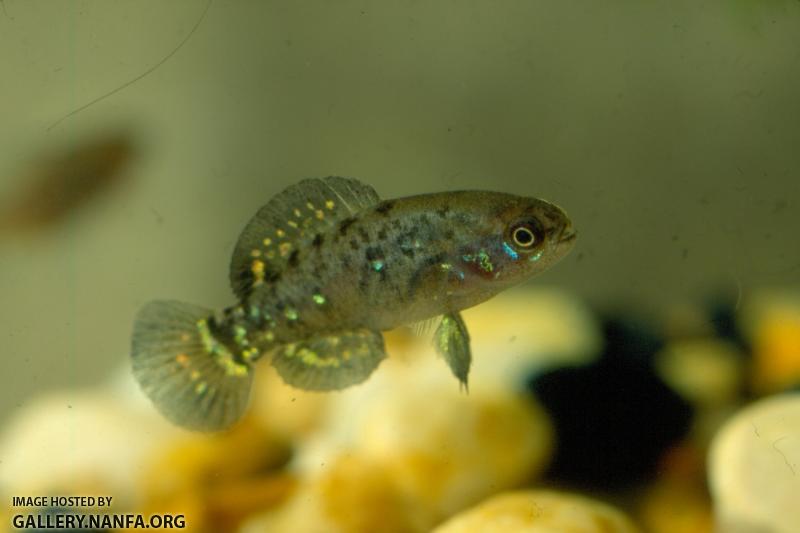 Pygmy Sunfish