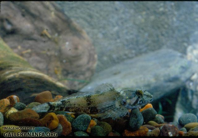 Riffle Sculpin