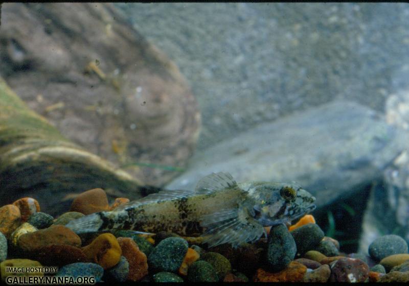 Riffle Sculpin