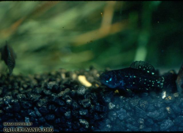 Pygmy Sunfish