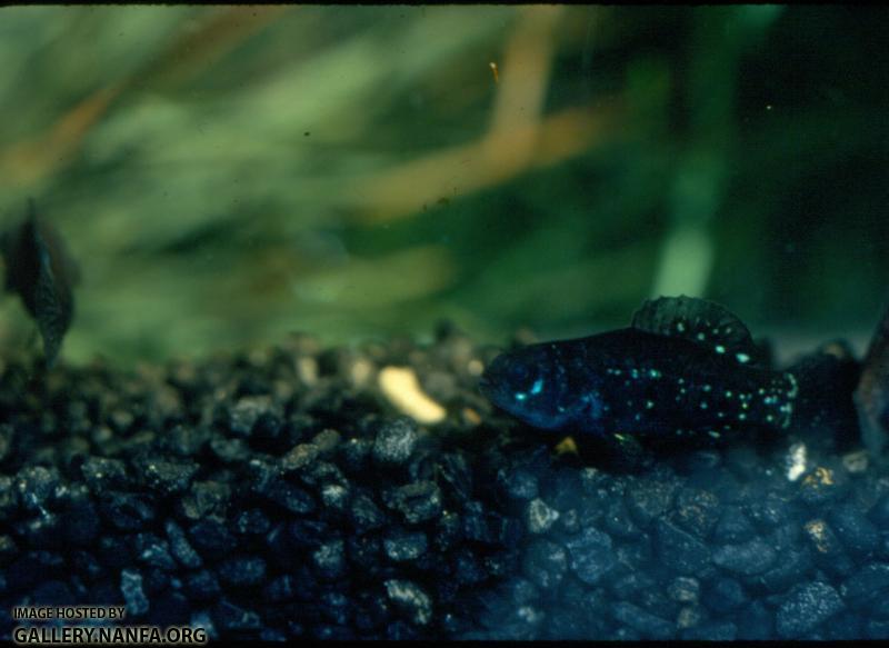 Pygmy Sunfish