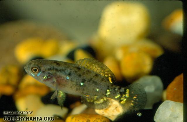 Pygmy Sunfish