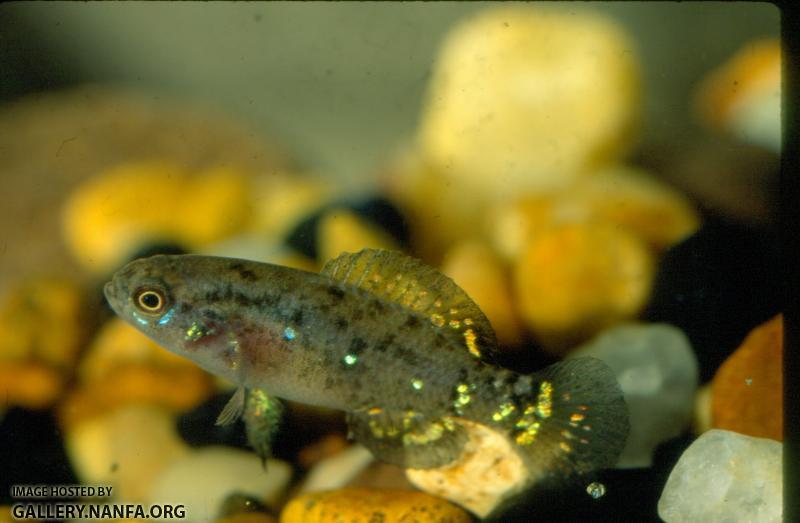 Pygmy Sunfish