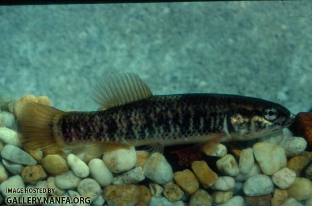 Central Mudminnow