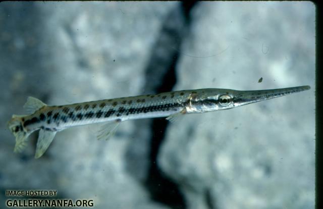 Longnose Gar