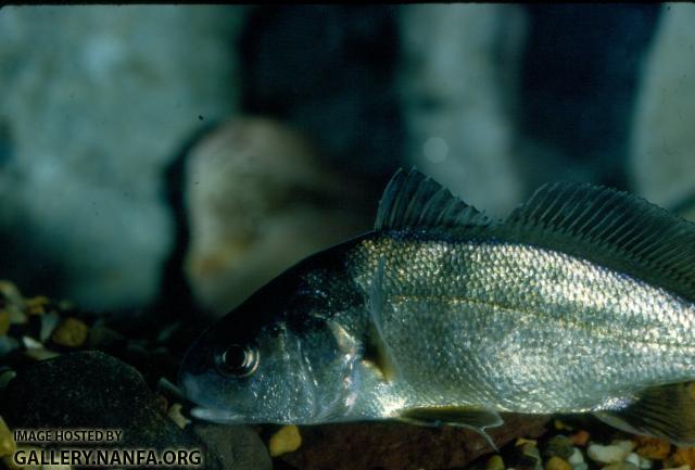 Freshwater Drum