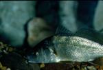 Freshwater Drum