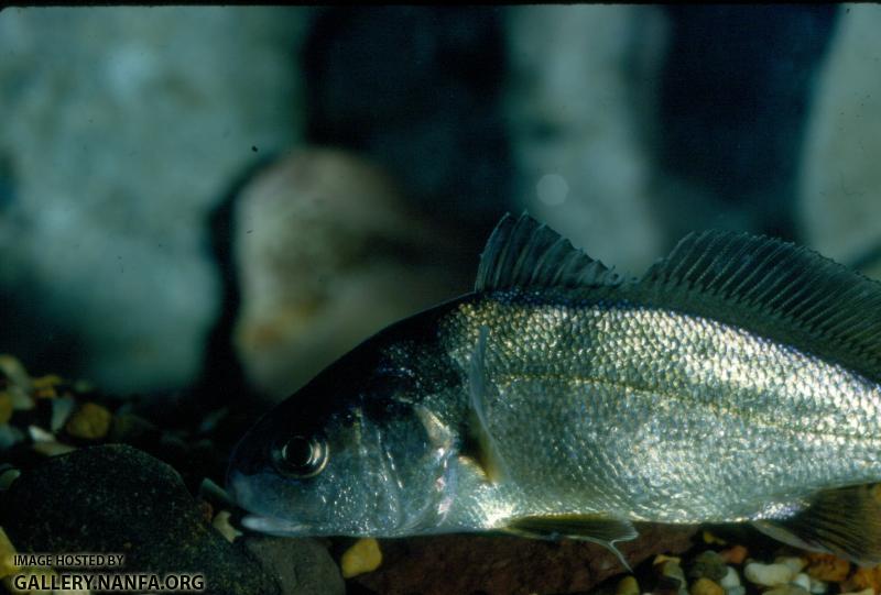 Freshwater Drum