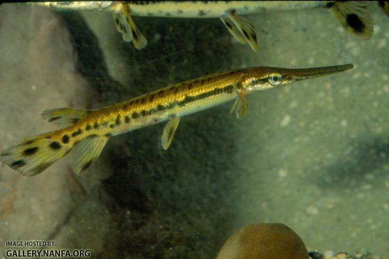 Shortnose Gar