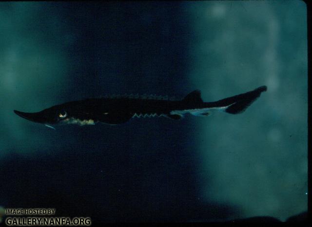 Shortnose Sturgeon