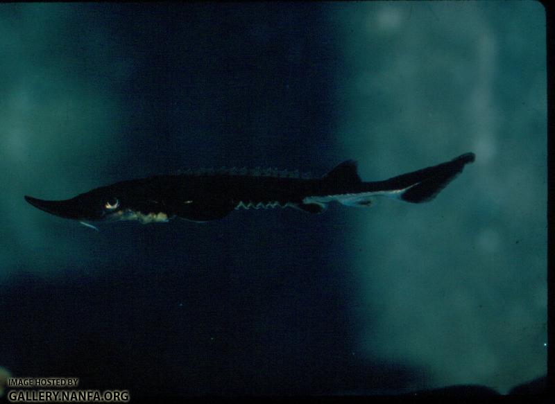 Shortnose Sturgeon