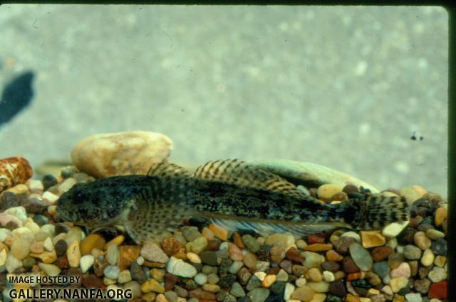 Slender Sculpin