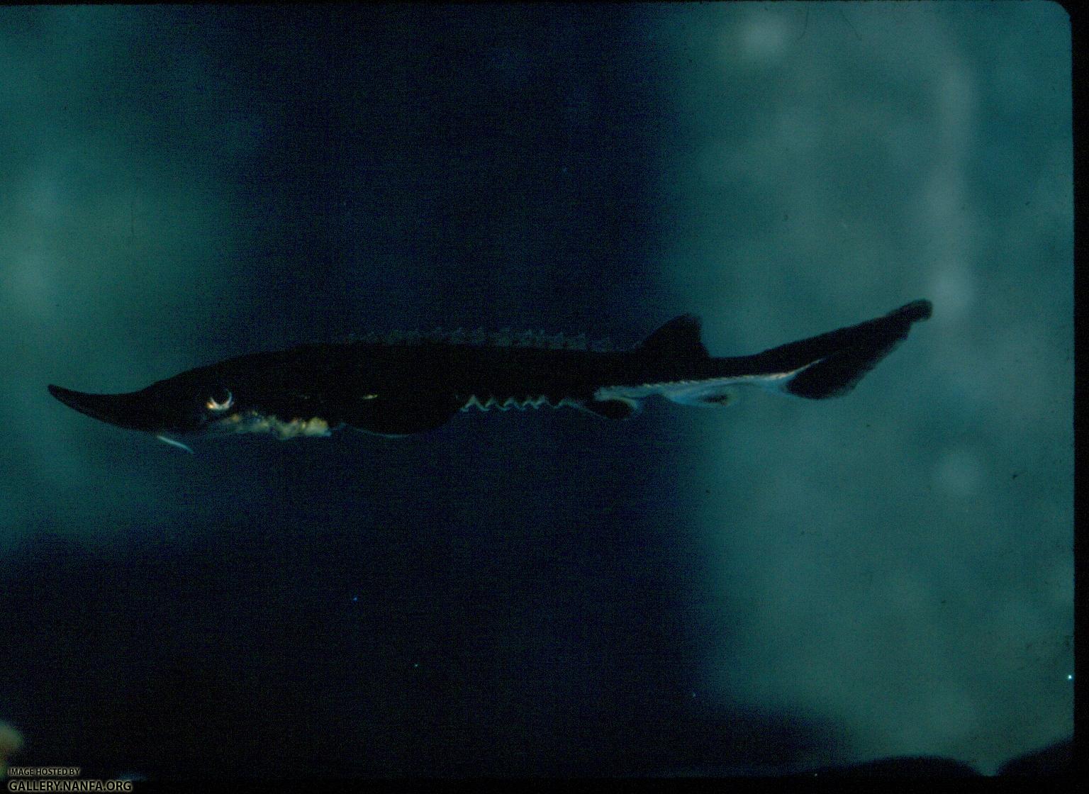 Shortnose Sturgeon