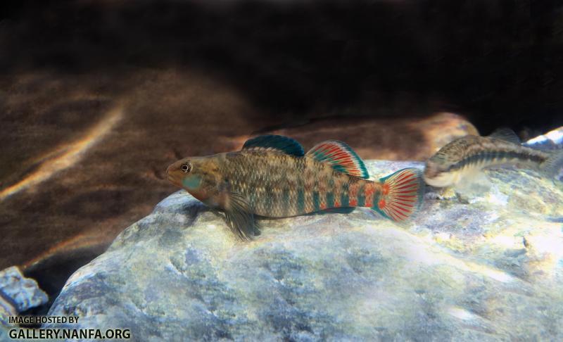 Male Rainbow Darter