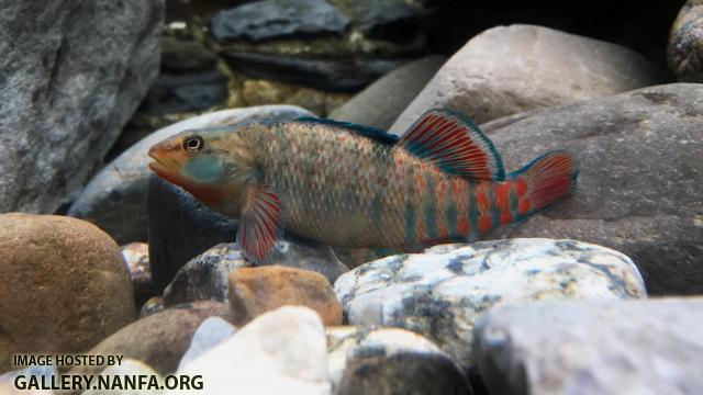 Male Rainbow Darter